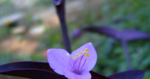盆栽紫罗兰花养护指南（打造干净、美丽的家居绿植）