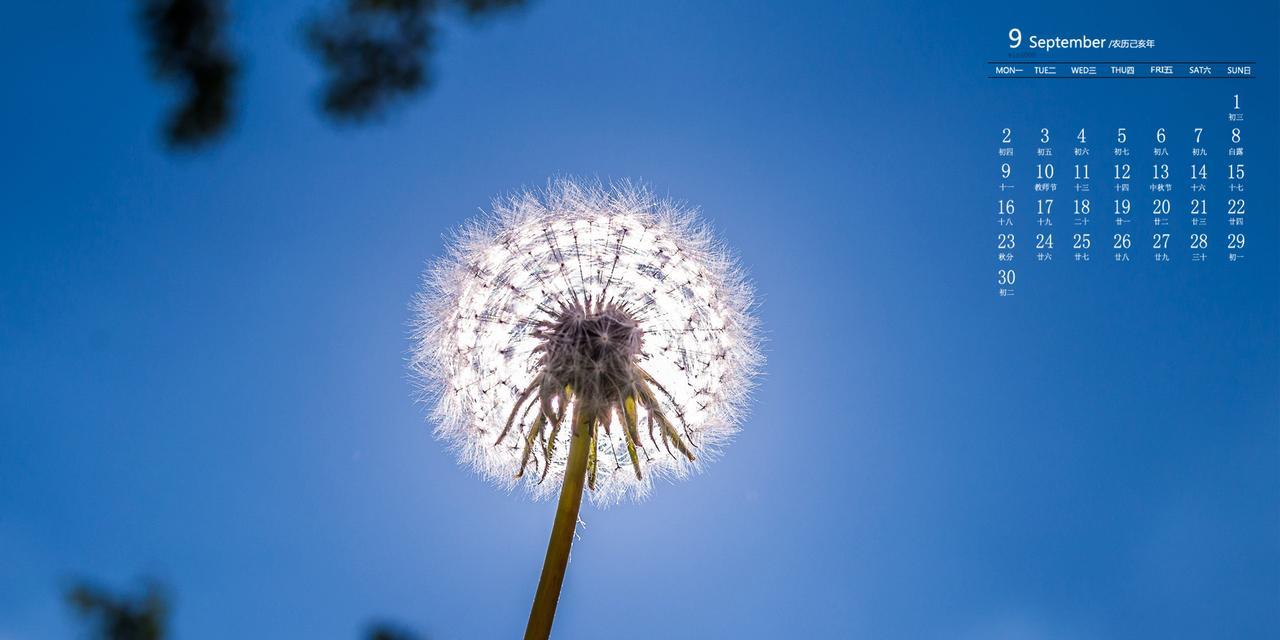 蒲公英的花语与意义（探寻蒲公英的象征与内涵）