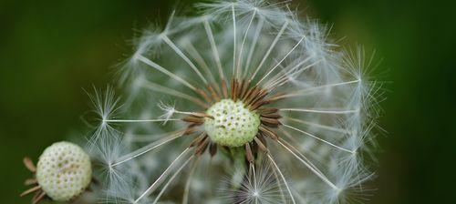 蒲公英的花语与寓意——自由、希望和坚韧（探索蒲公英花语的深意，解读其象征的内涵）