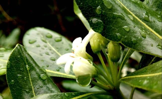 七里香的花语与意义（探究七里香花的含义及象征）