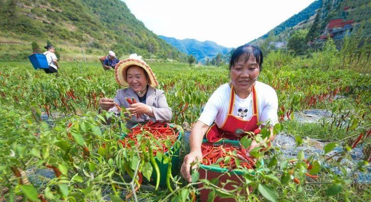 从选种到收成，揭秘辣椒种植全过程（如何种植品质优良的辣椒？——辣椒种植技巧分享）