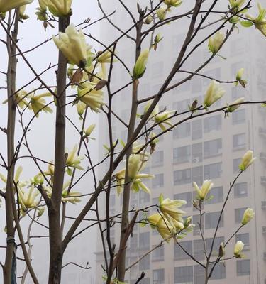 二月的花开了吗？（春日花开，谁来相伴？——探寻二月花卉的美丽秘密）