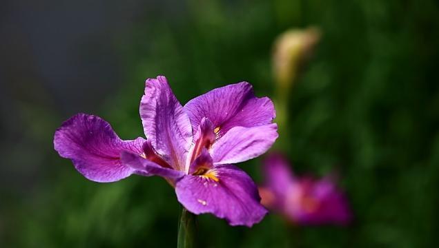 千代兰花语与寓意（千代兰的花语和寓意揭示了长寿和吉祥的寓意）