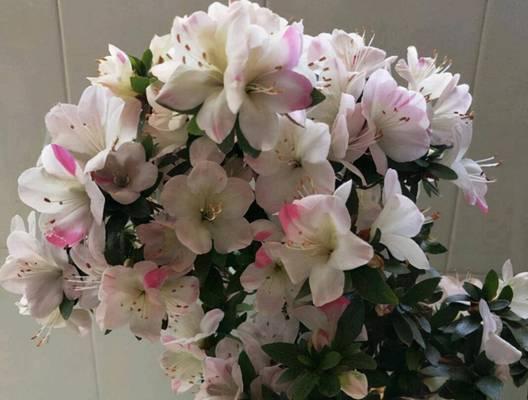 适宜散光半阴生长开花的花卉（打造室内绿色清新空间，选择这些适合散光环境的花卉）