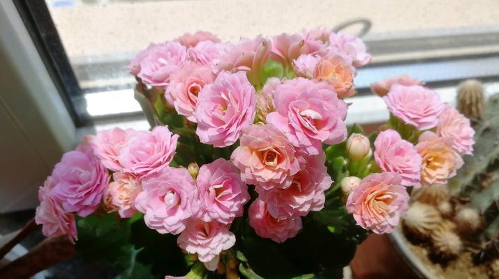 适宜散光半阴生长开花的花卉（打造室内绿色清新空间，选择这些适合散光环境的花卉）