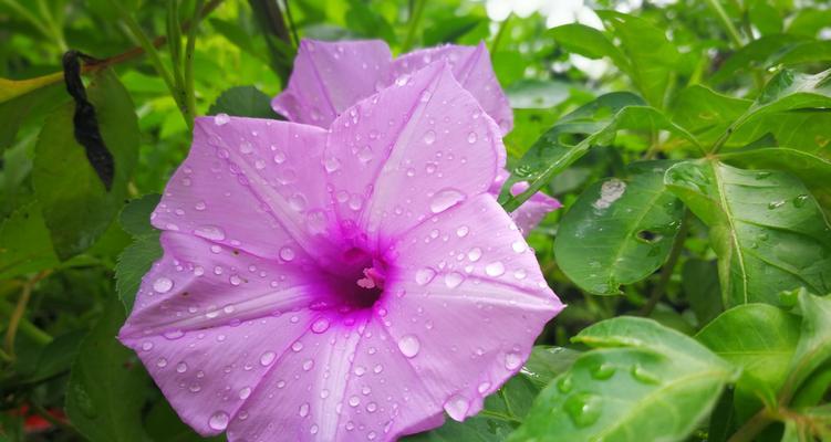 牵牛花（牵牛花的花语及寓意）