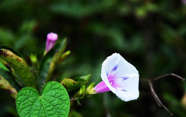 牵牛花（牵牛花的花语及寓意）