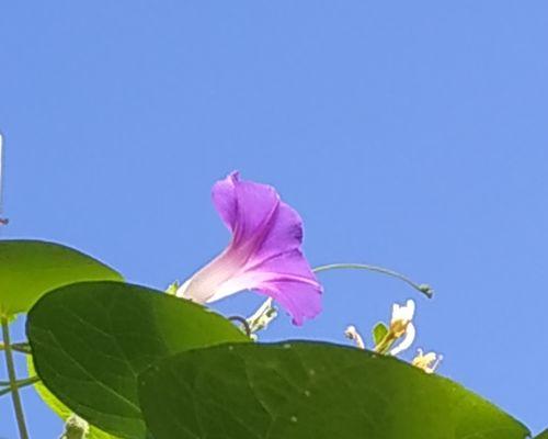 牵牛花的花语与寓意（揭示牵牛花的神秘面纱，解读花语寄托）