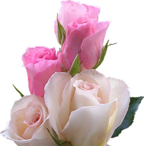 浅粉色玫瑰花语的含义及传达情感的艺术（探寻浅粉色玫瑰的花语，传递爱与美的神奇力量）