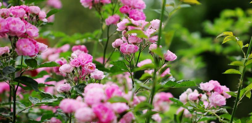 蔷薇之花（探索蔷薇花的花语与寓意，解读这美丽的花朵）