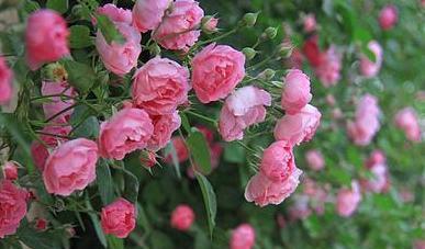 蔷薇花的象征与寓意（美丽、爱情、纯洁）