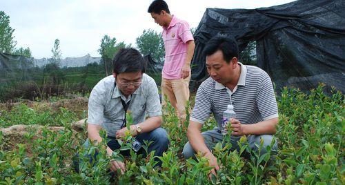 油茶种植全攻略（详解油茶的种植方法及注意事项）