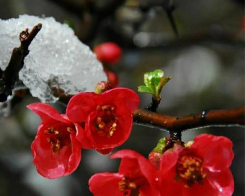 梅花种子种植方法与时间（从萌芽到开花，打造属于自己的梅花园）