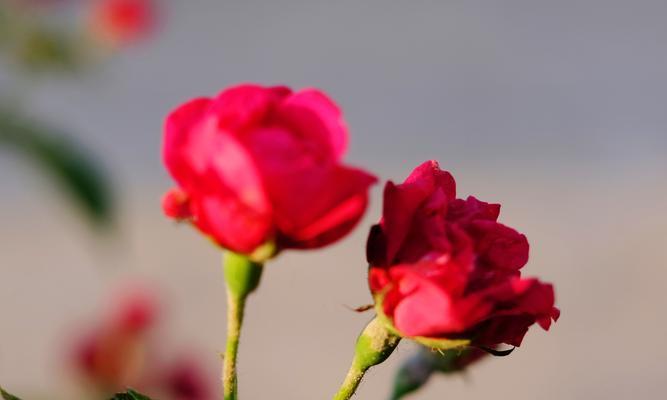 蔷薇花的花语与寓意（揭示蔷薇花所传达的信息与象征意义）