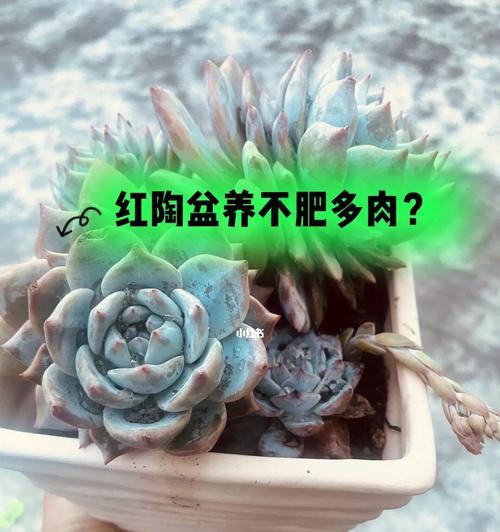 多肉植物“胖”起来的养殖技巧（如何养出又肥又壮的多肉植物？）