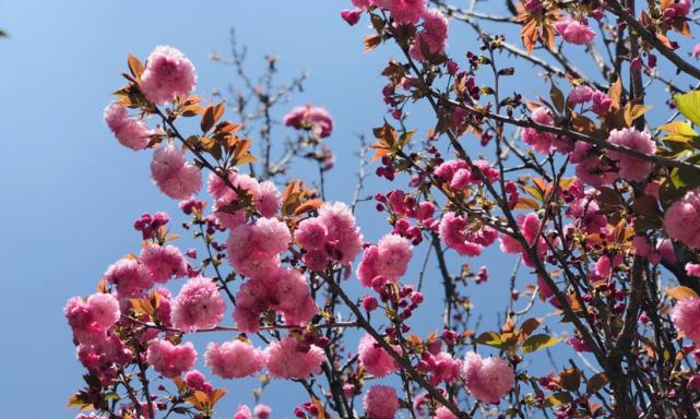 春日花开，美丽无限（探秘春季盛开的八大花卉）