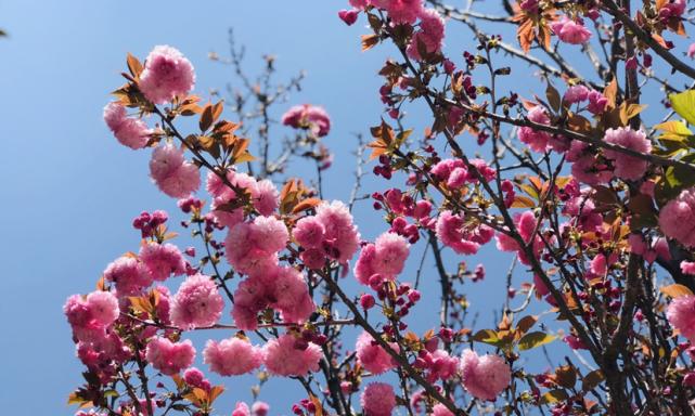 春日花开，美丽无限（探秘春季盛开的八大花卉）