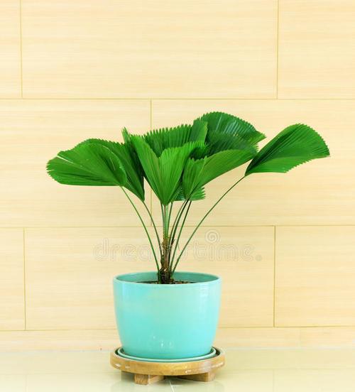 室内绿化植物品种详解（打造舒适自然的居家环境）