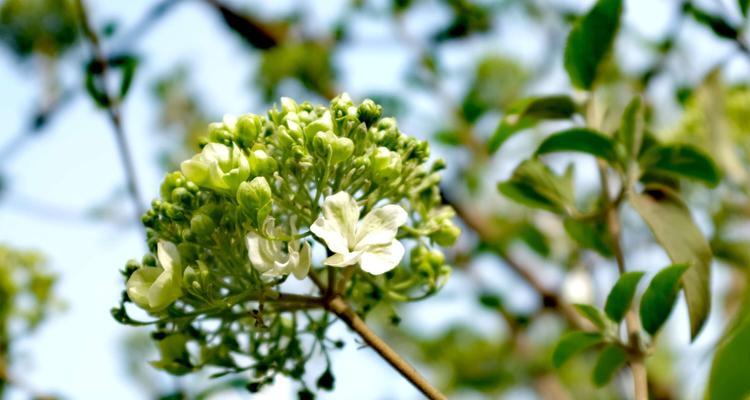 以琼花的花语（美丽的以琼花诉说着爱情的秘密）