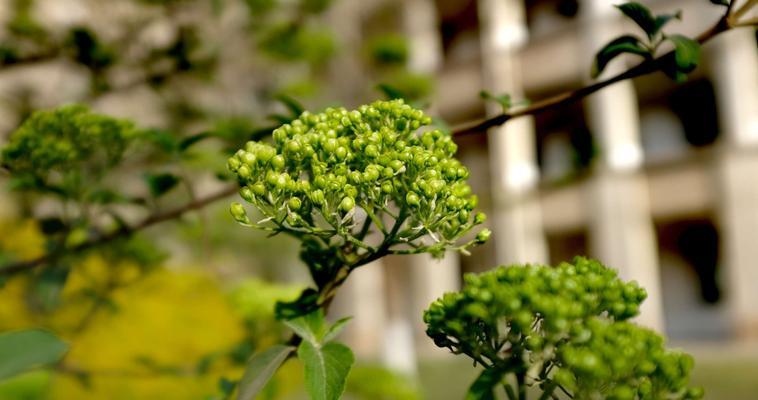 解读以琼花花语的含义（探寻以琼花背后的深意）