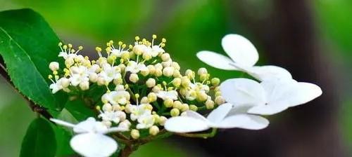 解读以琼花花语的含义（探寻以琼花背后的深意）