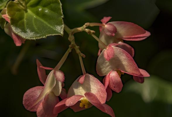 秋海棠的花语（传达爱情、美丽与独立的秋海棠花语）