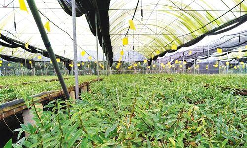 铁皮石斛种植与养护指南（打造高产高质铁皮石斛，关注营养、环境与管理）