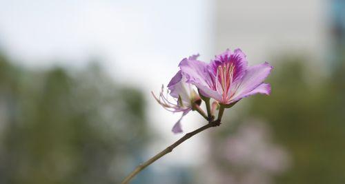 紫荆花的开花时间及花期特点（春天的紫荆，绽放异彩；花期长短，神奇玄妙）
