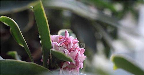 瑞香花（探秘瑞香花的花语与含义）