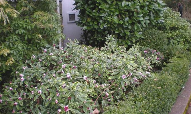 以瑞香花花语为主题的鲜花文化探究（瑞香花的花语与意义，深入解读花朵背后的故事）