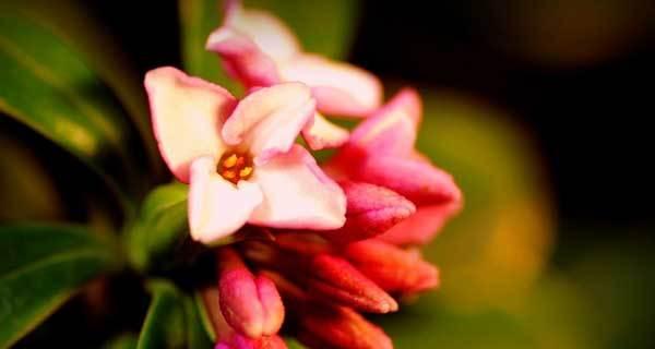 以瑞香花花语为主题的鲜花文化探究（瑞香花的花语与意义，深入解读花朵背后的故事）