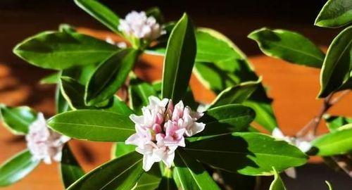 以瑞香花花语为主题的鲜花文化探究（瑞香花的花语与意义，深入解读花朵背后的故事）