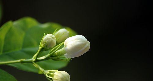 茉莉花品种介绍（探秘茉莉花的种类和特点）