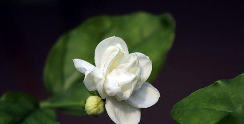 茉莉花品种介绍（探秘茉莉花的种类和特点）