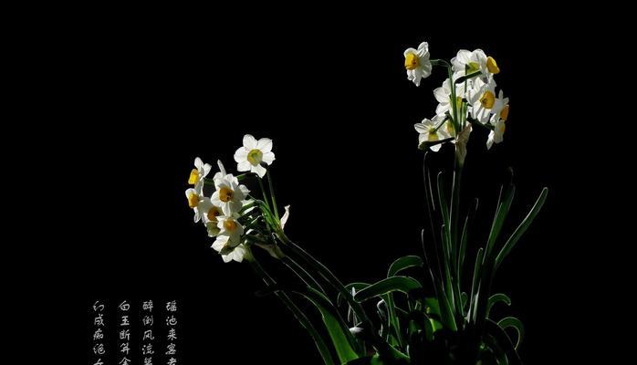 水仙花——春天的魅力之花（了解水仙花的种类、特点和养殖技巧，让春天更美好）