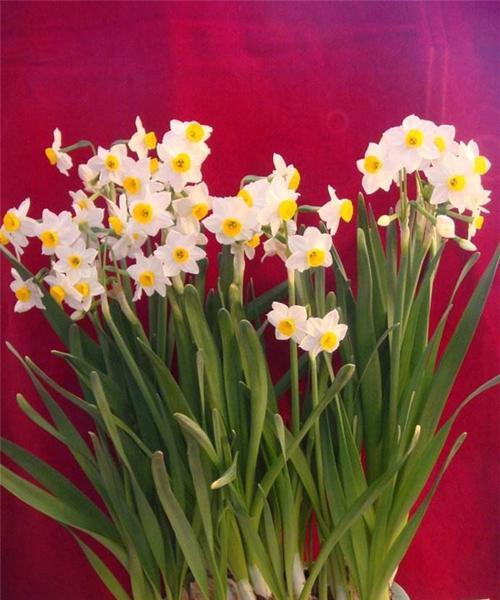水仙花——春天的魅力之花（了解水仙花的种类、特点和养殖技巧，让春天更美好）