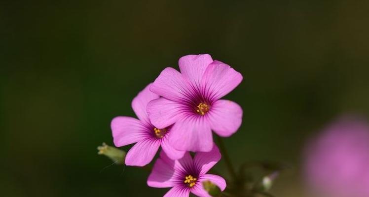 三轮草花语与人生的启示（花开花谢皆由命，人生得失任天定）