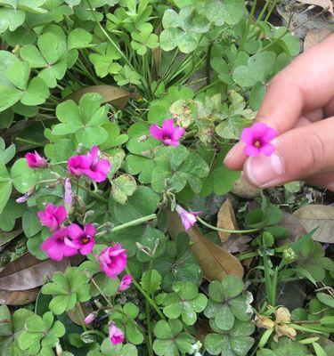 三轮草花语与人生的启示（花开花谢皆由命，人生得失任天定）