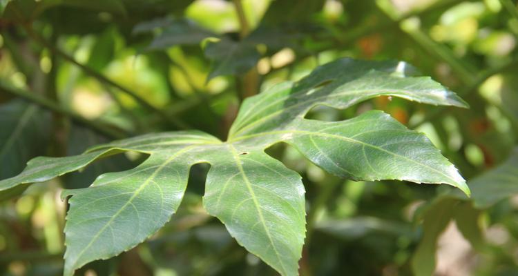 八角金盘的栽植方法（轻松掌握，打造美丽庭院）