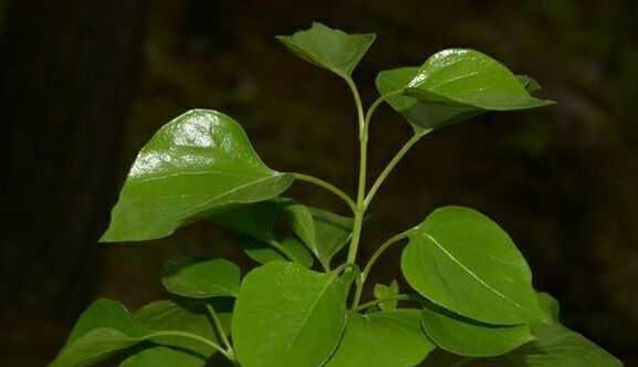 茎的重要性——植物身体结构的支撑者（了解植物茎的多种作用，为你的园艺打下基础）