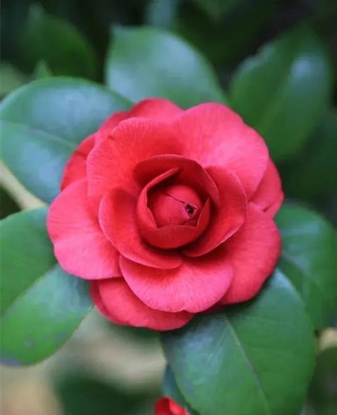山茶花花语之美丽与坚强（探索山茶花的花语与内涵）