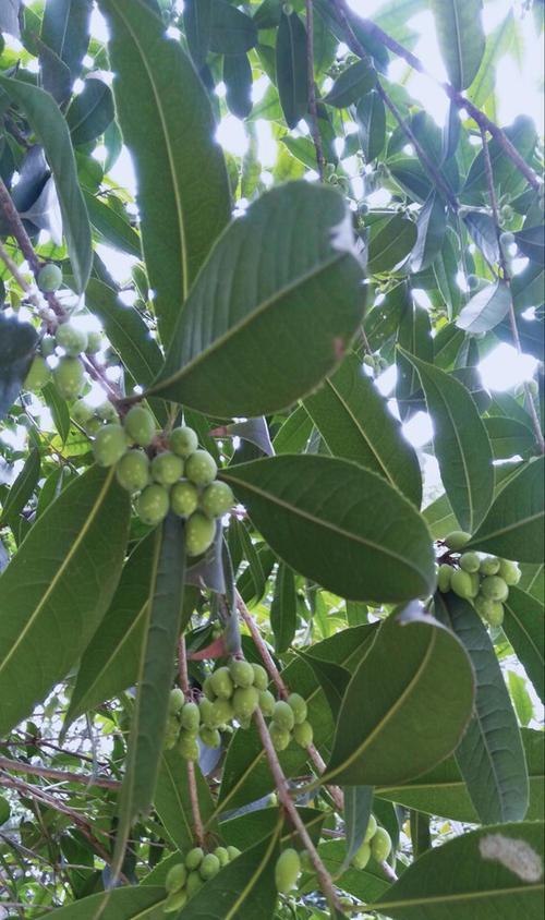 如何成功种植桂花树种子——种植技术与方法全解析