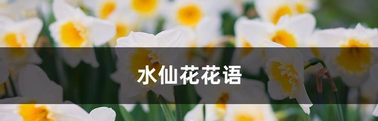 秋水仙花的花语与意义（以山水仙花为代表的秋水仙花花语解读）