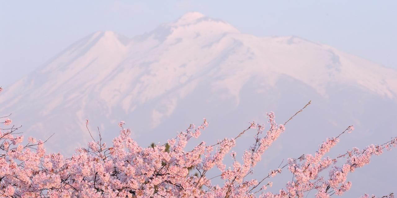 以山樱花的花语为主题的文章（探索山樱花的美丽与意义）