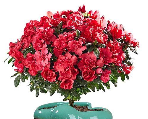 杜鹃花盆栽养护指南（打造精致的家居花园，从杜鹃花盆栽开始）