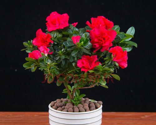 杜鹃花盆栽养护指南（打造精致的家居花园，从杜鹃花盆栽开始）