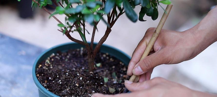 杜鹃花盆栽养护指南（打造精致的家居花园，从杜鹃花盆栽开始）