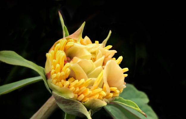 芍药花的寓意与象征——传递爱与美的芬芳（芍药花的意义与象征解读，探寻其中蕴含的爱情与美丽）