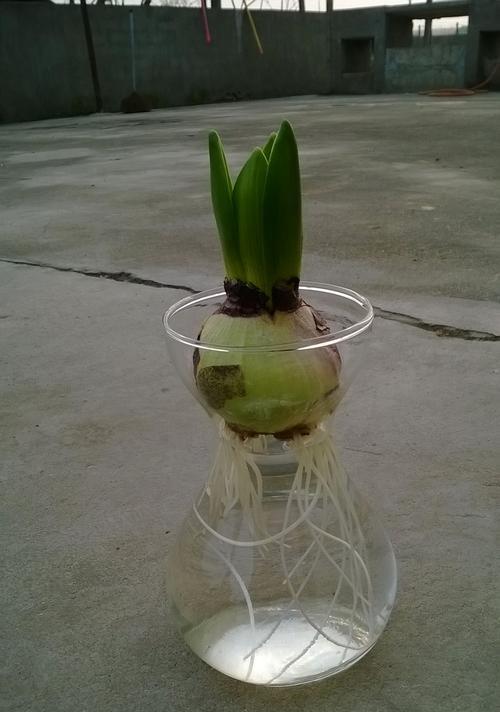 水培风信子的种植技巧（在家也可以享受春天的美好！）