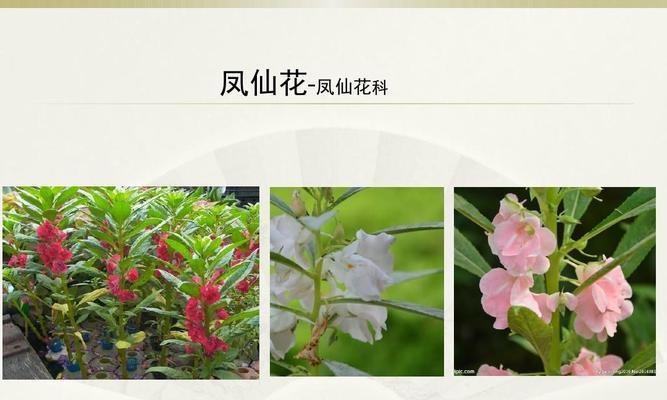 凤仙花栽培全攻略（打造美丽花园的第一步，从凤仙花开始）